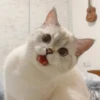 bundara punya kucing 28