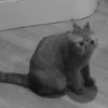 Cat’ cats 28
