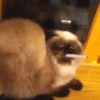 cats club 30