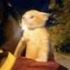 cats 26