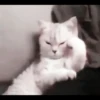 kucing soft 25