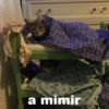 cats 27