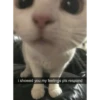 cats 28