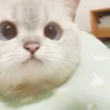 bundara punya kucing 29