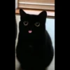 Cats 30