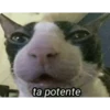 cats 29