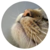 Nice Cats 18