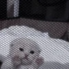 Cats 29