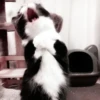 kucing soft 26