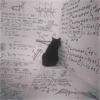 cats 30