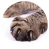 Nice Cats 19