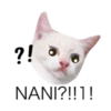 MEOW ‧₊˚ 20