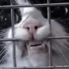 Cats 30