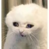 Cats 30
