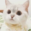 bundara punya kucing 30