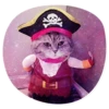 catsindress 5