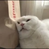 Cutie - cats 5