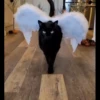 Cutie - cats 6