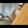 Cutie - cats 7