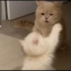 Cutie - cats 9