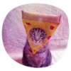 catsindress 8