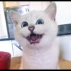 Cutie - cats 10