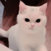 Gato macio 5