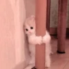 Gato macio 6