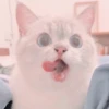 Gato macio 7