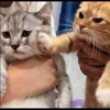 Cutie - cats 12
