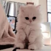 Gato macio 8