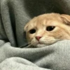 rjeamin as a cat expression. 7
