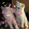 rjeamin as a cat expression. 8