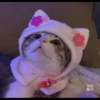 Cutie - cats 13