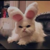 Cutie - cats 14
