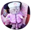 catsindress 10