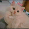 Cutie - cats 15