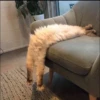 Cutie - cats 16