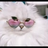Cutie - cats 17
