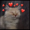 Cutie - cats 18