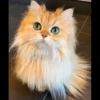 Cutie - cats 19