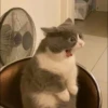 Cutie - cats 20