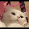 Cutie - cats 21
