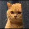 rjeamin as a cat expression. 14