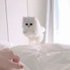 Gato macio 9