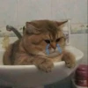 rjeamin as a cat expression. 15