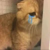rjeamin as a cat expression. 16