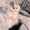 Gato macio 10