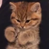 rjeamin as a cat expression. 17