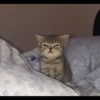 Cutie - cats 22